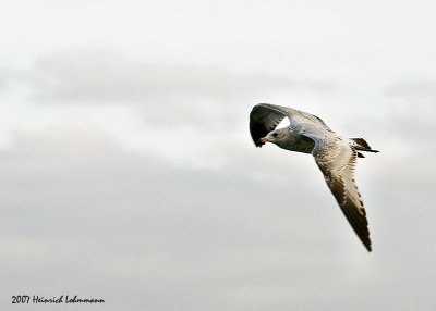 P5404-Seagull.jpg