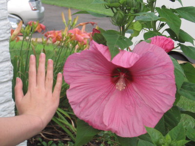 Hardy hibiscus.jpg
