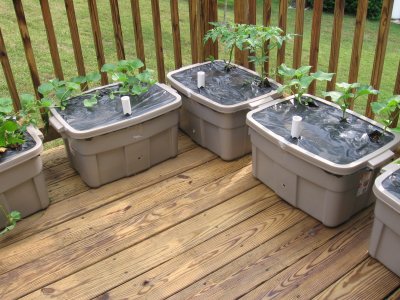 Homemade earthboxes one week after planting.jpg