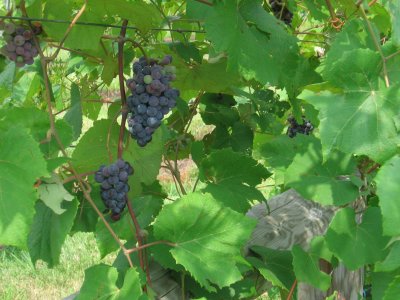 Virginia Vineyards 2007