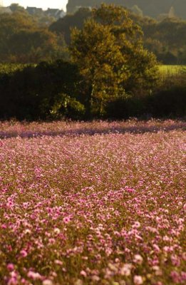 Pink Field