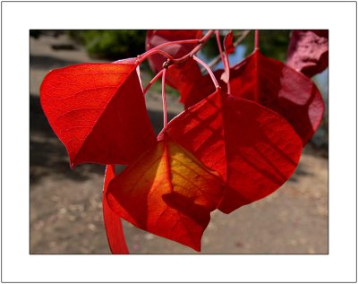 Fiery Red Leaves