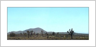 Mojave Landscape