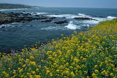 Coastal Springtime