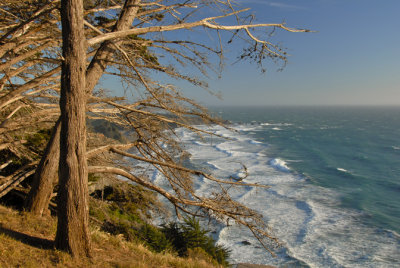 Cliff Trees