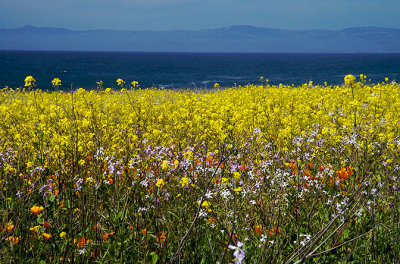 Sea of Wildflowers