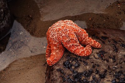 Star Fish Clings to Boulder