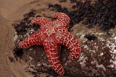 Sea Star