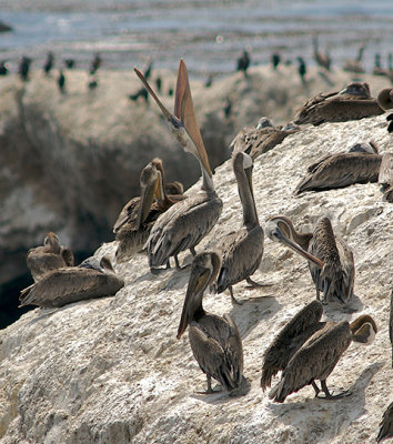 Resting Brown Pelicans