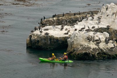 Kayakers Enjoying Brown Pelicans