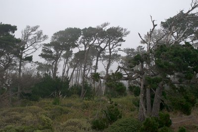 Monterey Coastal Pines