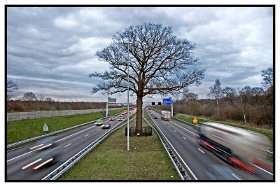 Tree on a highway