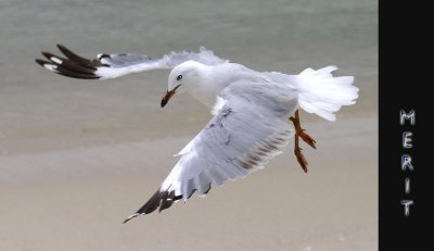 Gull About to Land