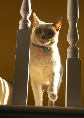 Cheeky Cat