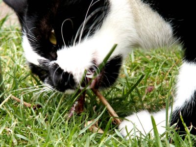 Tasty Birdie Bones