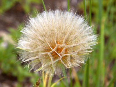 Wind Borne Seed Flower