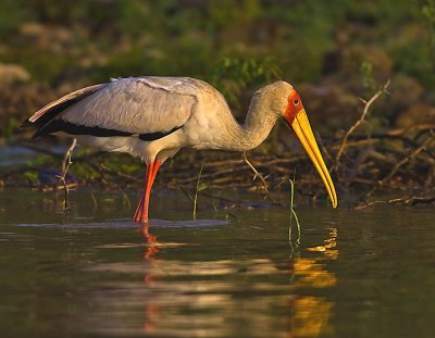 Yellow-billed stork