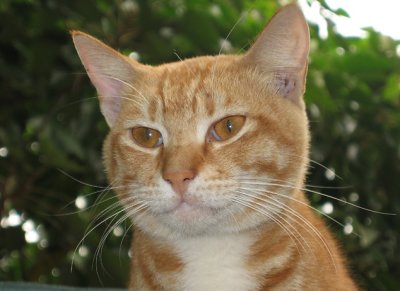 Island cat