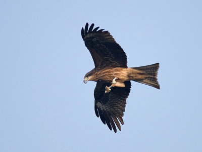 Kite swoop