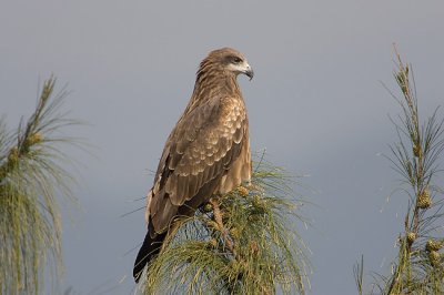Perched and alert