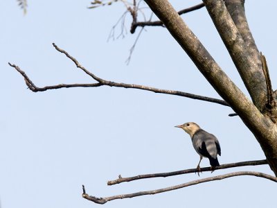 Rd-billed starling