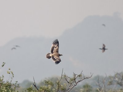 Juv. Imperial eagle