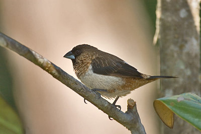 White-rumped munia