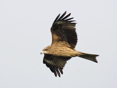 Eagle [Kite] -eyed