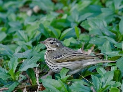Olive-backed pipit