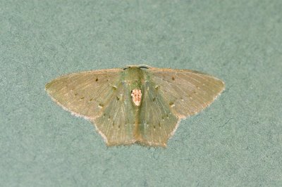 Hemithea insularia