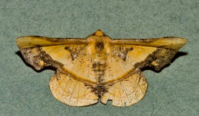 Fascellina chromataria