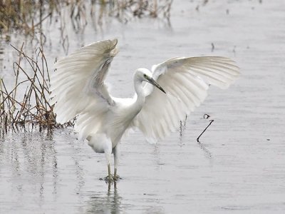 Little egret landing