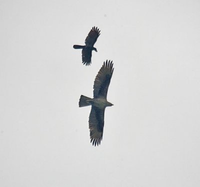 Bonelli's eagle and crow