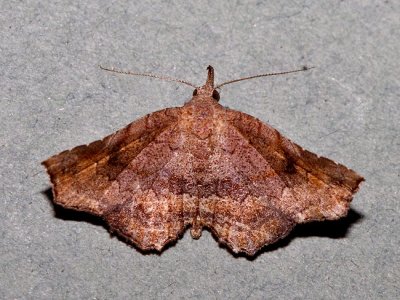 Probably Throana pectinifer