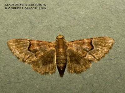 Glaucoclystis griseorufa