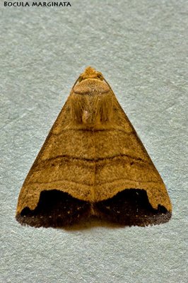 Bocula marginata