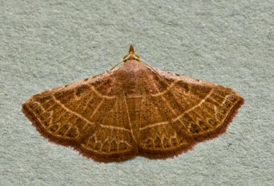 Corgatha dictaria