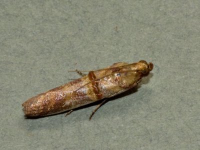 Hypgargyria metalliferella