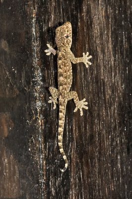 Chinese gecko