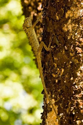 Calotes versicolor
