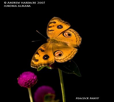 Peacock pansy