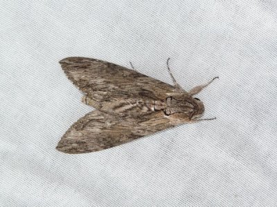 Convolvulus hawkmoth