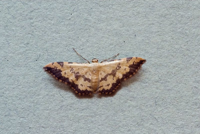 Idaea phaeocrossa