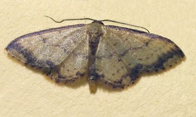 Idaea impexa