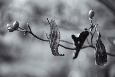 Autumn Dogwood