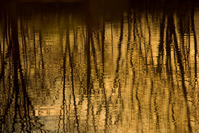 Golden Pond