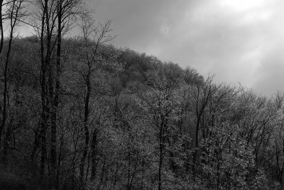 Nature IR - b&w