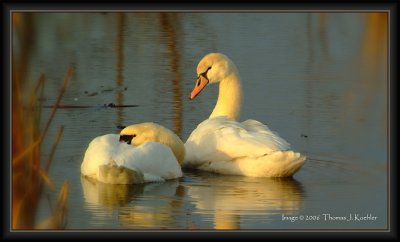 Swans at Kensington.JPG