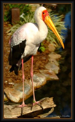Yellow-Billed Stork.JPG