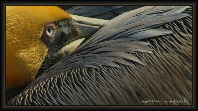 Brown Pelican Close Up.JPG